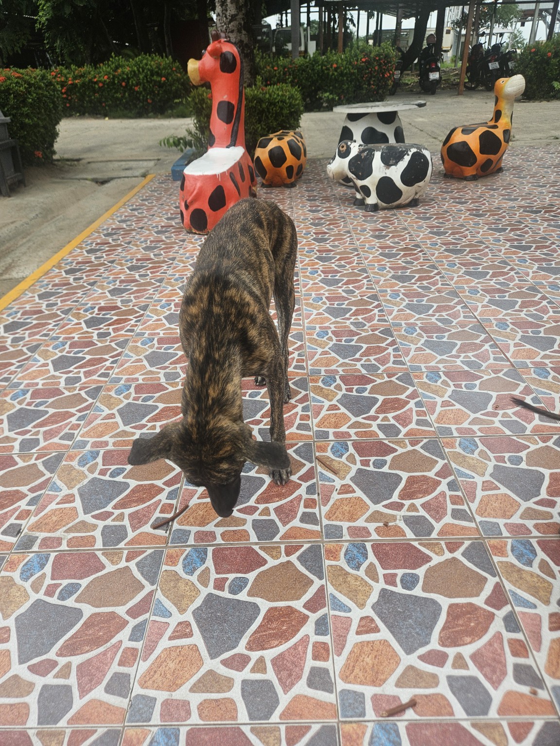 Community dog