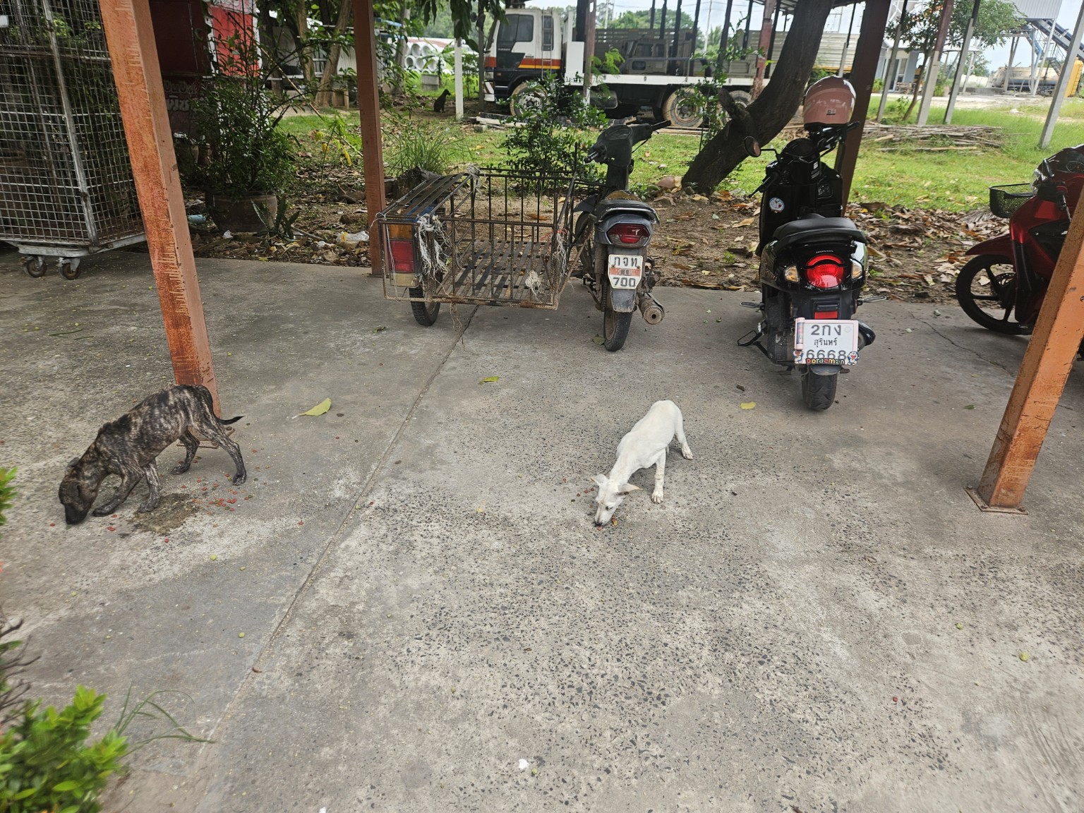 Feeding community dogs