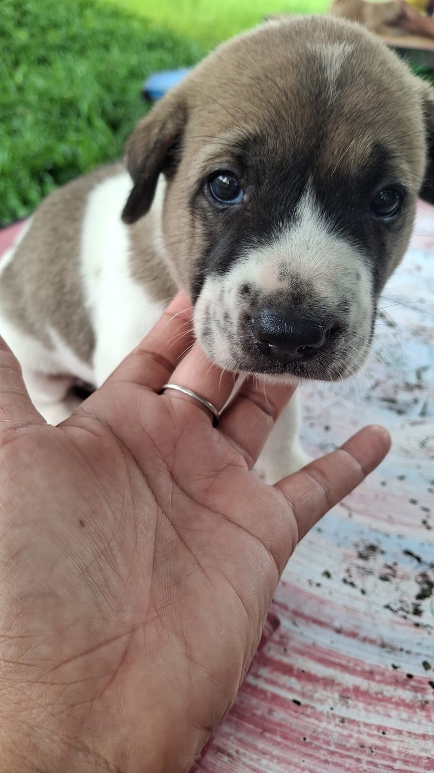 Community puppy